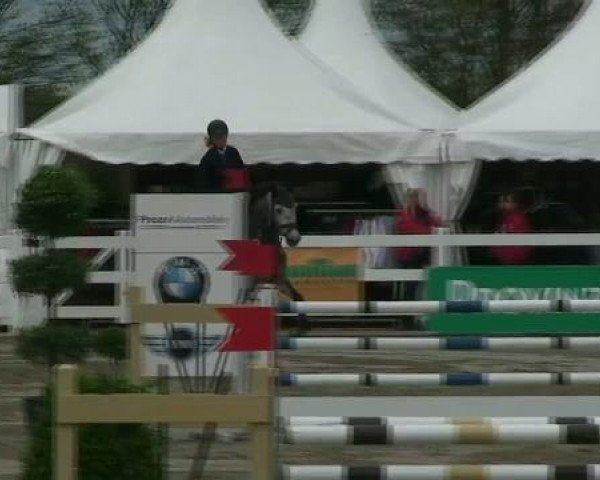 jumper Côte d'Azur 6 (German Warmblood, 2006, from C-Trenton Z)