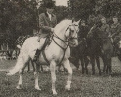 stallion Błyszcz AA (polish noble half-breed, 1948, from Łabędzi Śpiew)