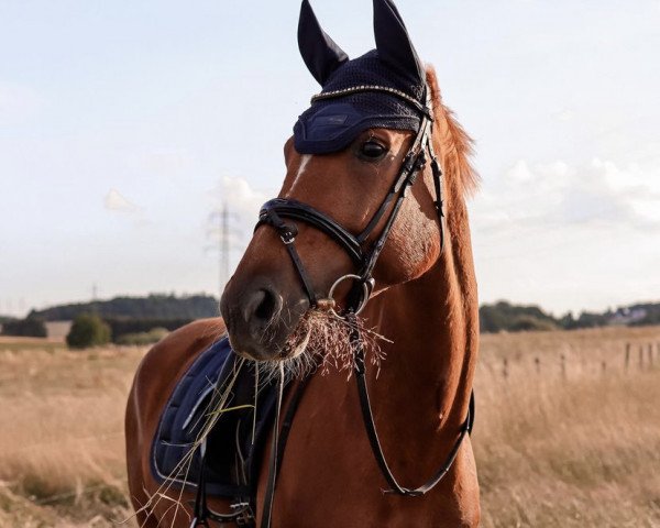 horse Sambita (Hanoverian, 2016, from Sir Heinrich OLD)