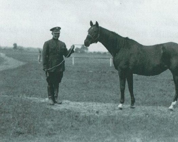 broodmare Amurath-Gidran 10 (Arab half breed / Partbred, 1906, from Amurath Gidran) broodmare Amurath-Gidran 10 (Arab half breed / Partbred, 1906, from Amurath Gidran)