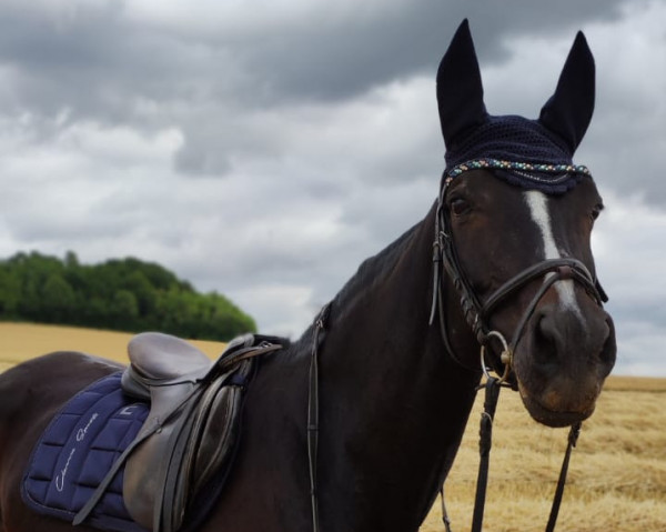 dressage horse Easy Girl (Sachs-door. Heavy Warmbl., 2004, from Legal Legend xx)