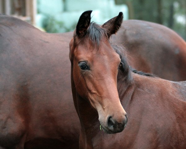 broodmare Feldsternschnuppe (Oldenburg, 2020, from Blue Hors Baron)