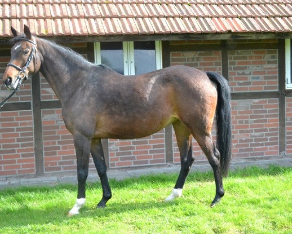 broodmare Rosche (Westphalian, 2001, from Rockwell)