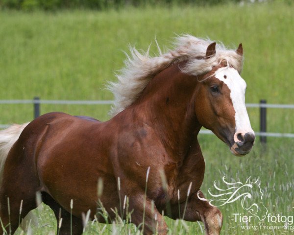 horse Minox (Black Forest Horse, 2009, from Maximus)