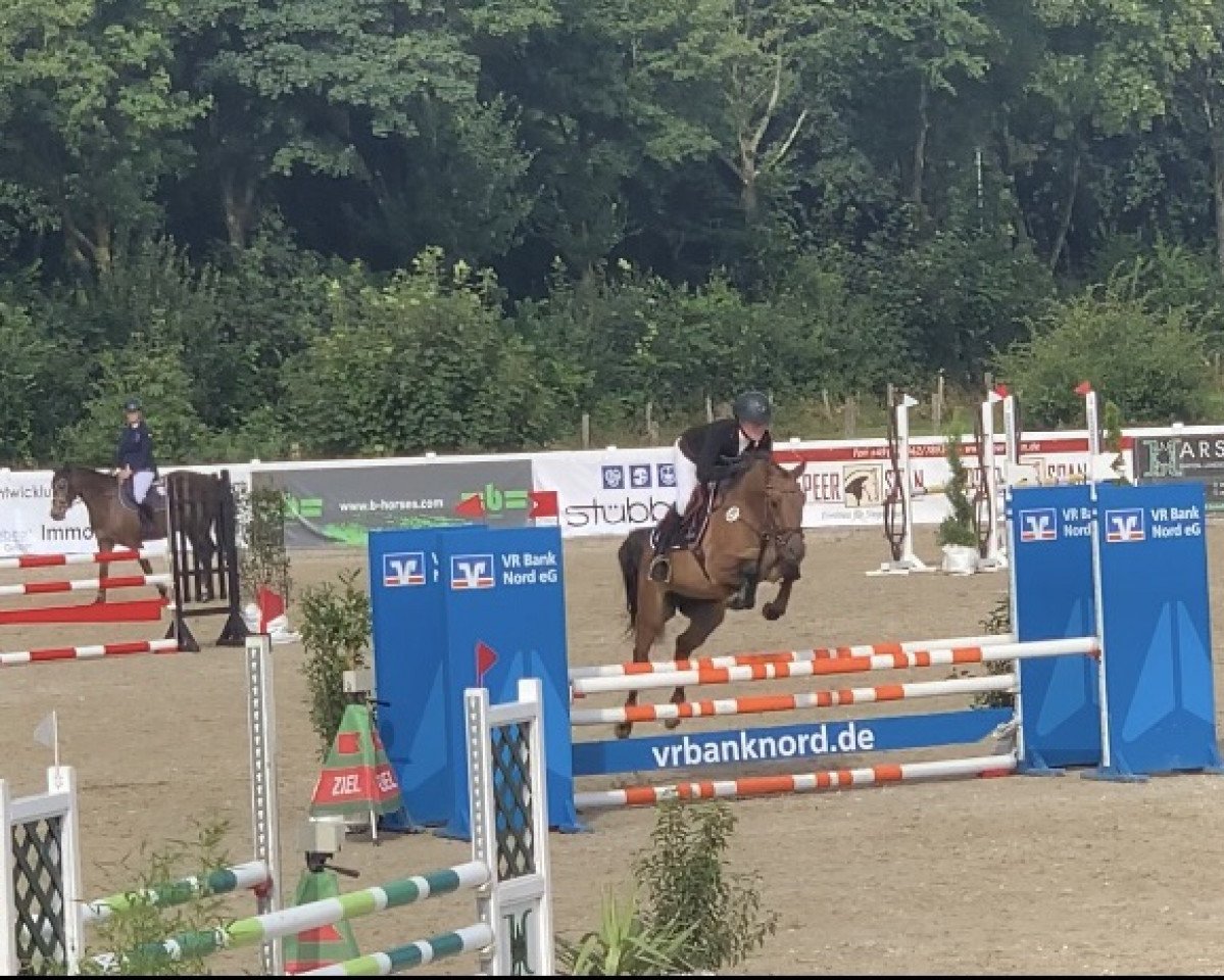 Springpferd Steendieks Dwyane Johnson (Deutsches Reitpony, 2017, von Steendieks Morgensterns Dalai)