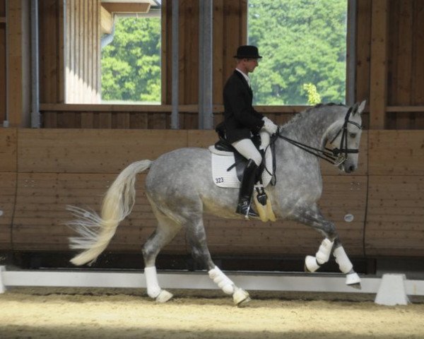 dressage horse Asterix Thuringia (German Sport Horse, 2004, from Asterix Bavaria)