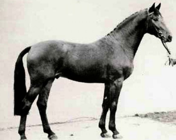 Deckhengst Calypso I (Holsteiner, 1973, von Cor de la Bryère)
