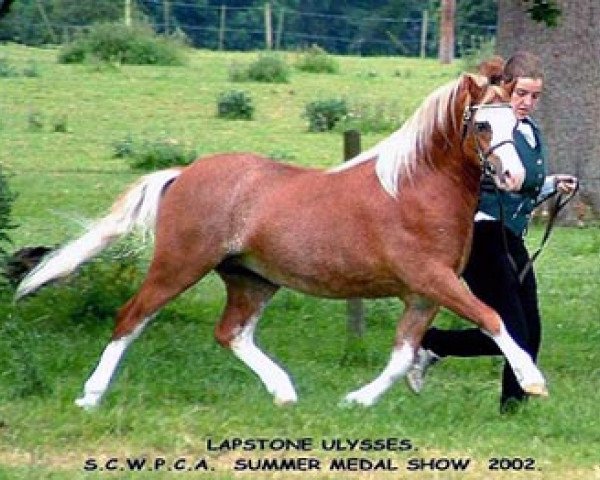 stallion Lapstone Ulysses (Welsh mountain pony (SEK.A), 2000, from Lapstone Pengannon)