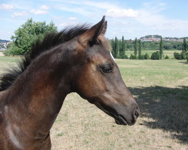 horse Herzglück (German Riding Pony, 2022, from Herzbube D WE)