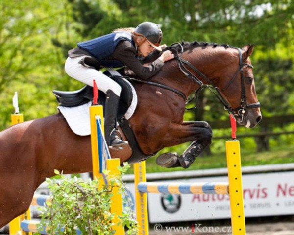 stallion Lentimus (Hanoverian, 1998, from Lincolm L)
