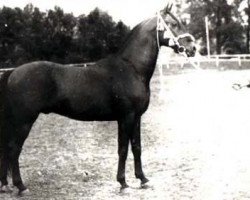 stallion Bad Afas ox (Arabian purebred, 1940, from Kuhailan Afas 1930 OA)