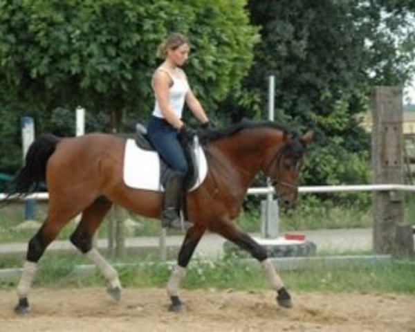 Deckhengst FS Cocky Dundee (Deutsches Reitpony, 1991, von Cocky Dundas xx)