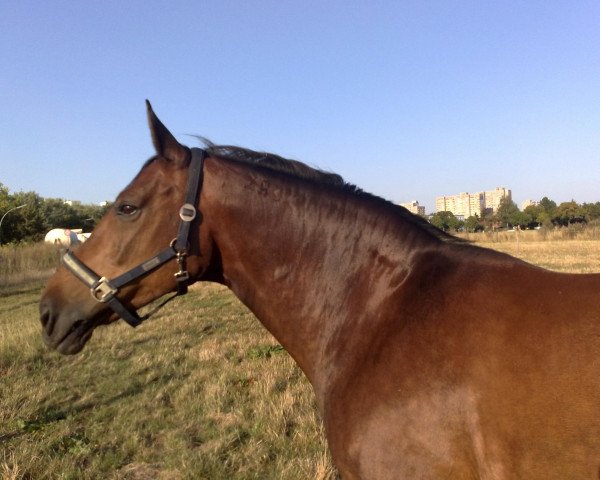 broodmare Pamina (Saxony-Anhaltiner, 1993, from Pikör)