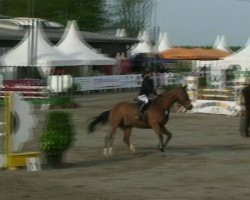 jumper Avalon 249 (Holsteiner, 2004, from Askari)