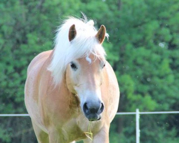 dressage horse Nelson 196 (Haflinger, 2002, from Nautikus (7,81% ox)) dressage horse Nelson 196 (Haflinger, 2002, from Nautikus (7,81% ox))
