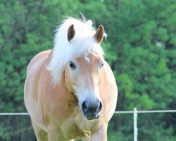 dressage horse Nelson 196 (Haflinger, 2002, from Nautikus (7,81% ox))