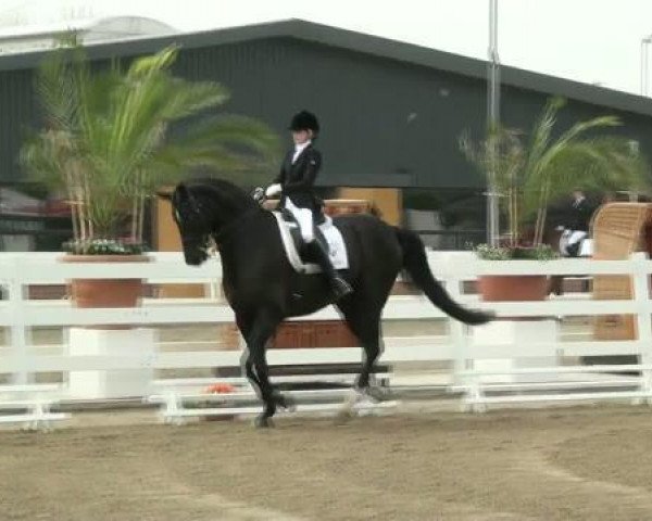 dressage horse Lesoo (Hanoverian, 2002, from Londonderry)