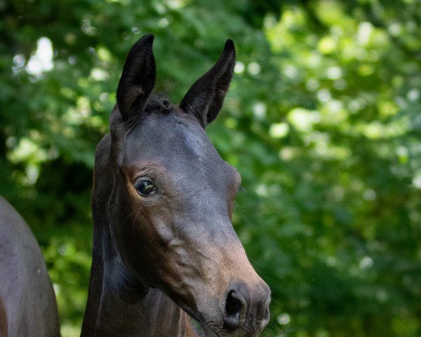 Pferd Anchesenamun (Trakehner, 2022, von Niagara 34)