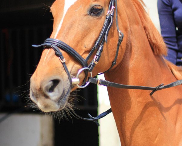 Dressurpferd Angelique (Hannoveraner, 1996, von Alabaster)