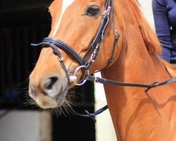 dressage horse Angelique (Hanoverian, 1996, from Alabaster)