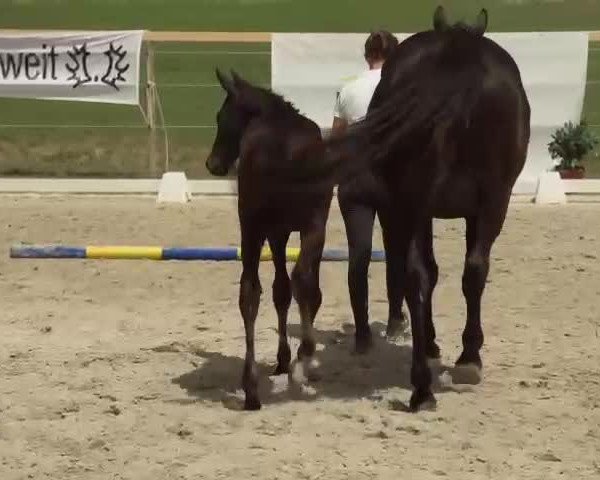 Video von Anchesenamun
