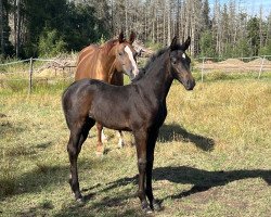 broodmare Queen Lilibet (Oldenburg, 2022, from Tomahawk)