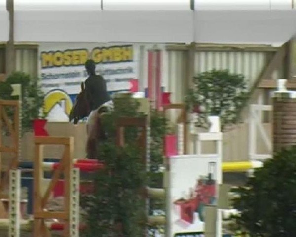 jumper Casino PB (Westphalian, 2002, from Coriano)