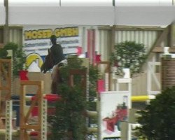 jumper Casino PB (Westphalian, 2002, from Coriano)