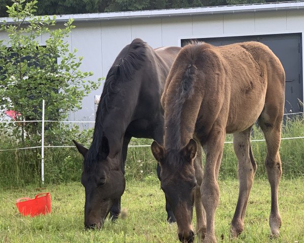 stallion Anton (Trakehner, 2021, from Ganderas)