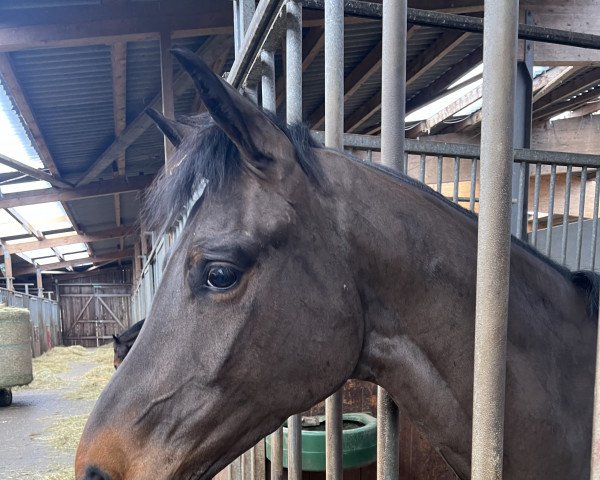 dressage horse Ferdy 19 (Hanoverian, 2018, from Franz Ferdinand) dressage horse Ferdy 19 (Hanoverian, 2018, from Franz Ferdinand)
