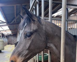 dressage horse Ferdy 19 (Hanoverian, 2018, from Franz Ferdinand)