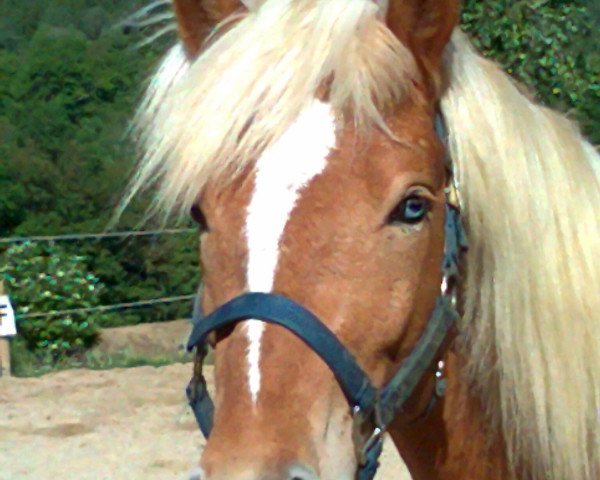 horse Stargate Blue (5,86% ox) (Edelbluthaflinger, 2010, from Stargate-M)