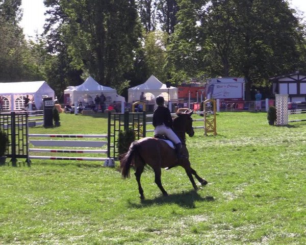 Reitturnier Hannover/Reiterstadion 2022
