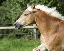 dressage horse Why Lucky Luke (Haflinger, 2003, from Wiland)