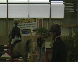 jumper Constantin S (Holsteiner, 2006, from Cassini II)