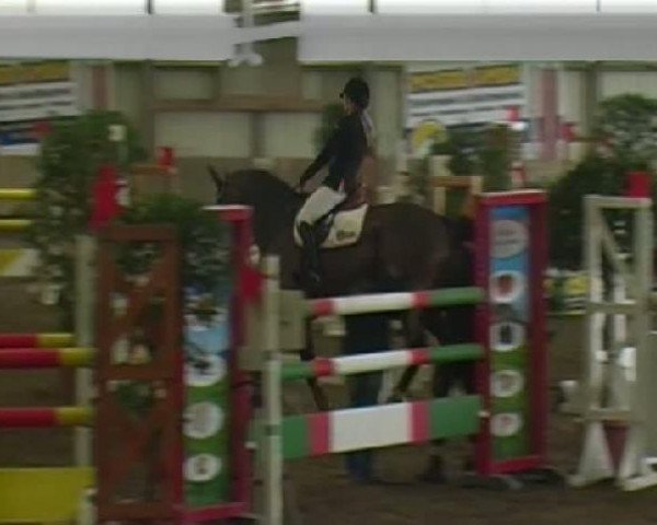 jumper Cassidy 34 (Oldenburg, 2005, from Carry Gold)