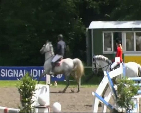 Springpferd Coco Chantal M (Hannoveraner, 2000, von Calido I) Springpferd Coco Chantal M (Hannoveraner, 2000, von Calido I)