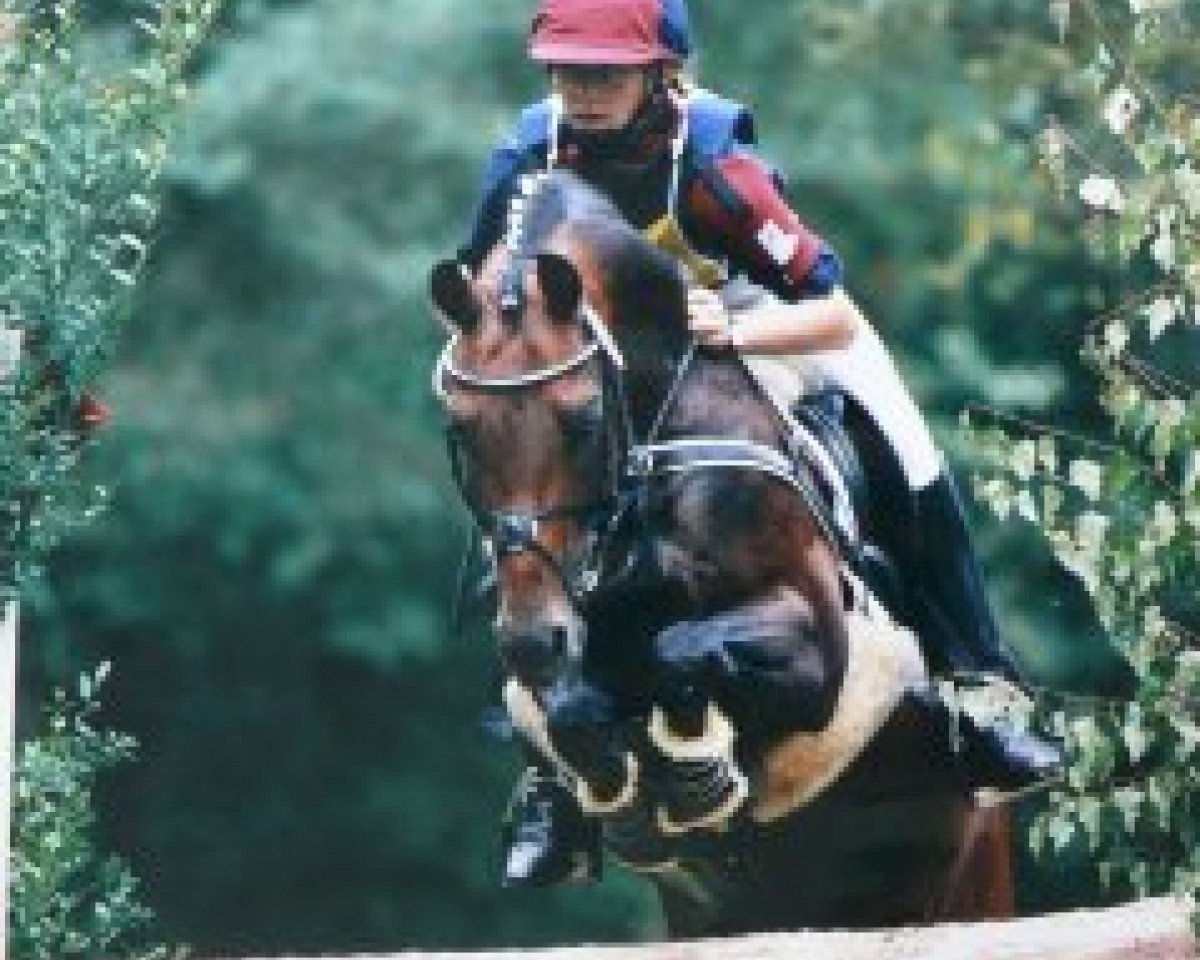 stallion Amarillys Sensation D (Dutch Pony, 1989, from Downland Folklore)