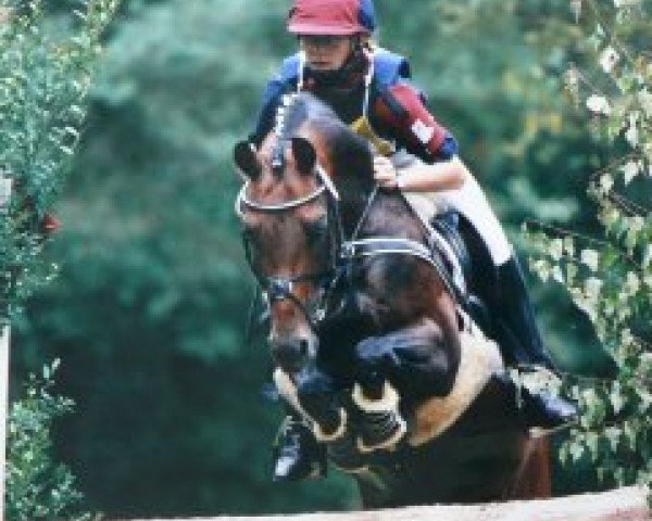 Deckhengst Amarillys Sensation D (Niederländisches Pony, 1989, von Downland Folklore)