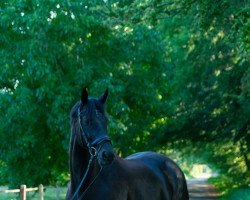 horse Donna Rubin (Westphalian, 2018, from Don Nobless)