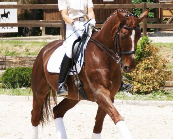 broodmare Davigna (Hanoverian, 1994, from Davignon I) broodmare Davigna (Hanoverian, 1994, from Davignon I)