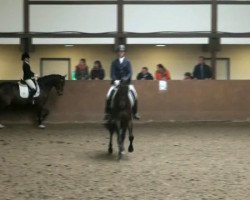 dressage horse Florestina 16 (Westphalian, 2007, from Florestan I)