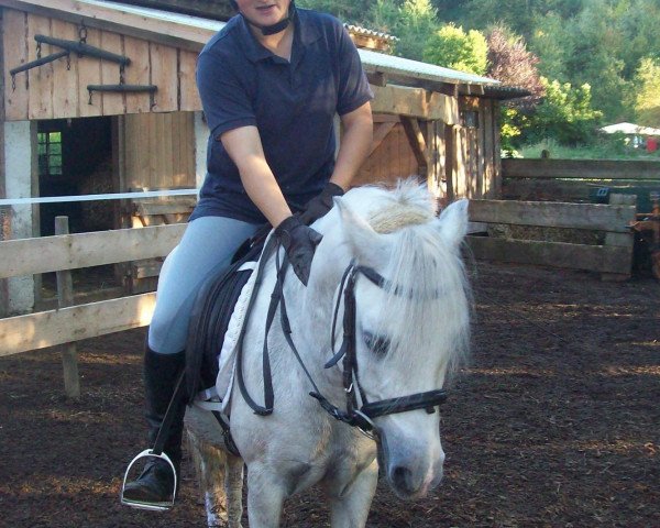 dressage horse Sputnic (German Riding Pony, 2003)