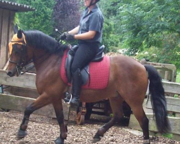 horse Marzano (German Riding Pony, 1997) horse Marzano (German Riding Pony, 1997)