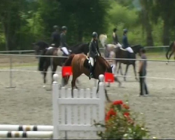 jumper C-Cellini (Holsteiner, 2005, from C-Trenton Z)