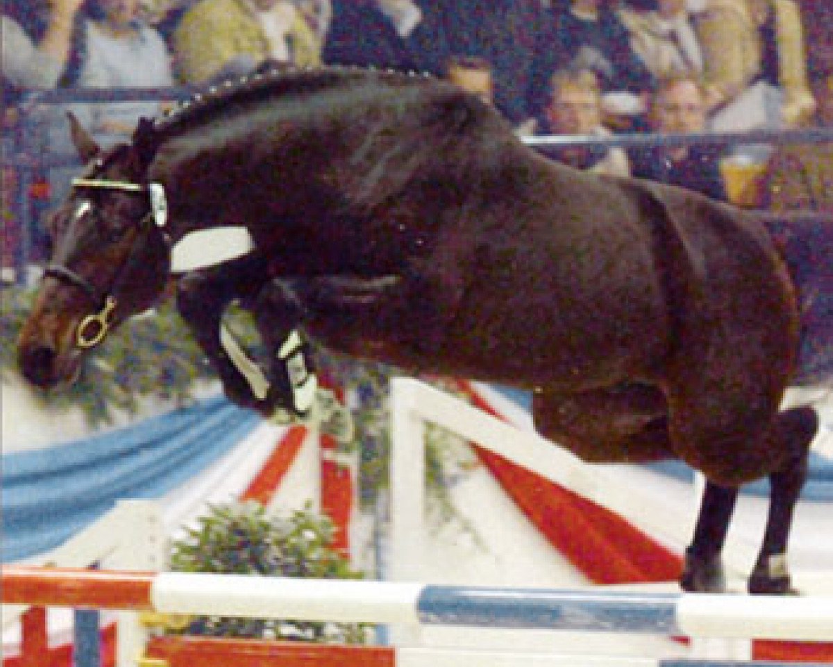 Deckhengst Quick Nick 4 (Holsteiner, 2001, von Quinar)