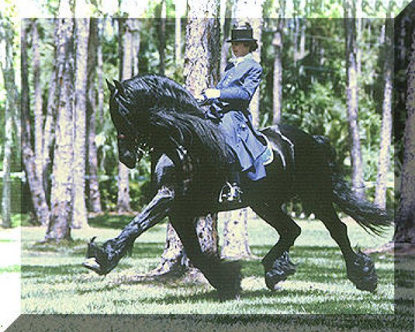 stallion Gerlof 294 (Friese, 1984, from Hearke 254) stallion Gerlof 294 (Friese, 1984, from Hearke 254)