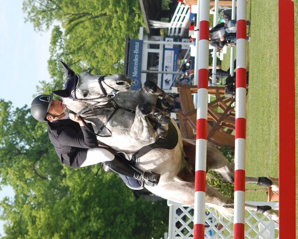 jumper Lübbo (Oldenburg show jumper, 2005, from Lord Pezi)