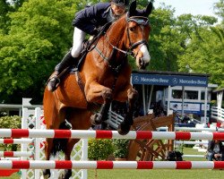 broodmare Quintara 6 (Holsteiner, 2005, from Quintero)