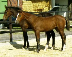 broodmare Lea-Fortuna (Westphalian, 2004, from Lacordos)